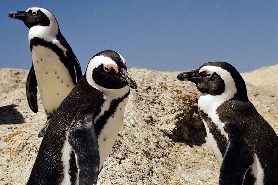 south_africa/penguins