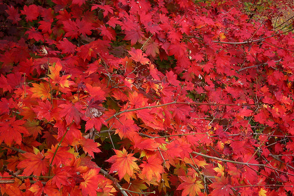 south_korea/red_leaves