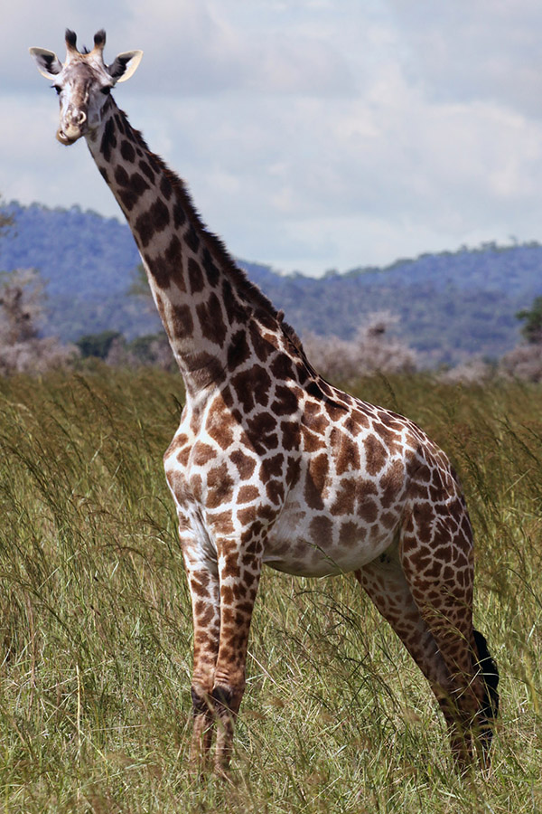 tanzania/2010/mikumi_giraffe