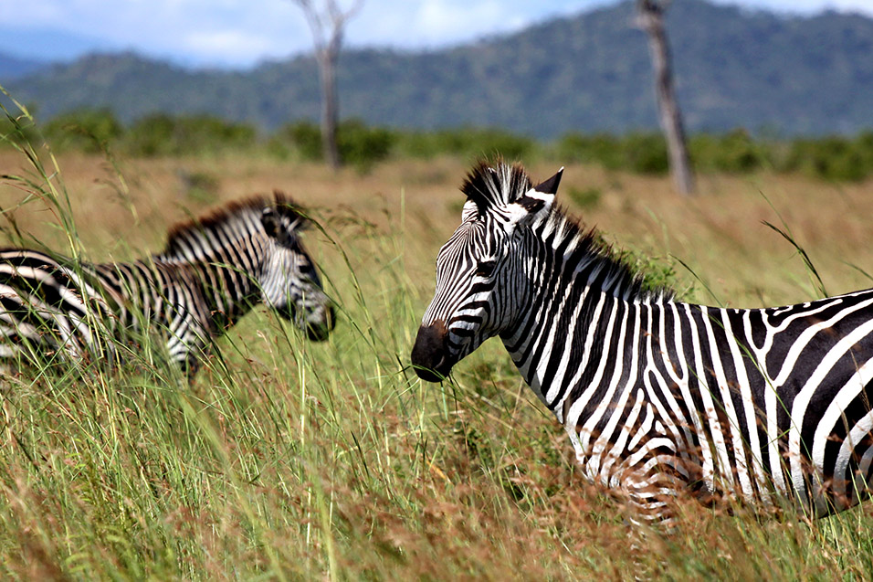 tanzania/2010/mikumi_zebras_veiw
