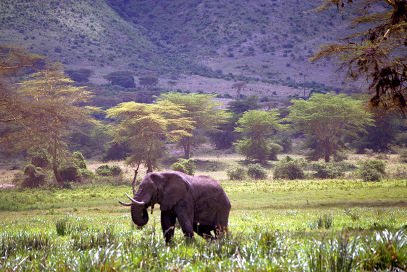 tanzania/mark_ngorongoro_happy_elephant.jpg