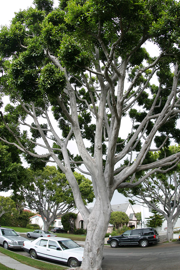 usa/los_angeles/sm_our_tree