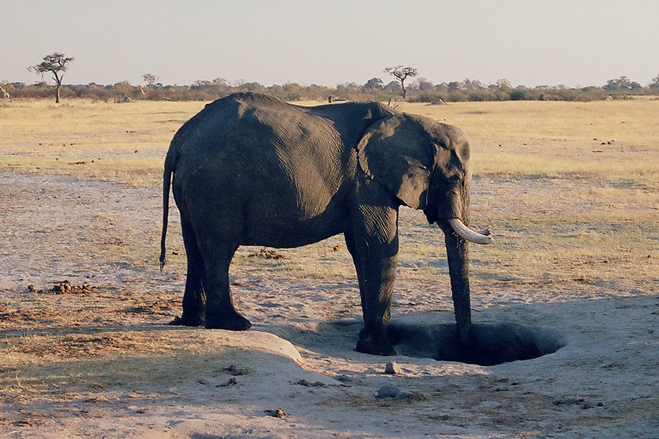 zimbabwe/hwange_elephant_drinking_water
