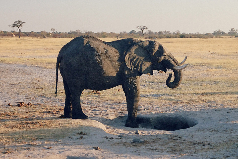 zimbabwe/hwange_elephant_drinking_water_2