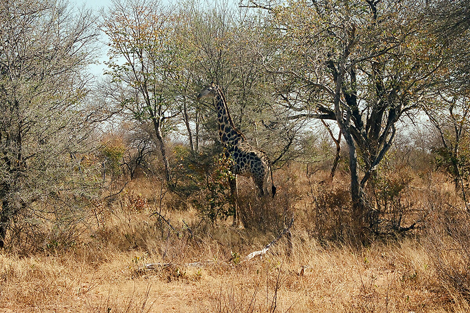 zimbabwe/hwange_giraffe