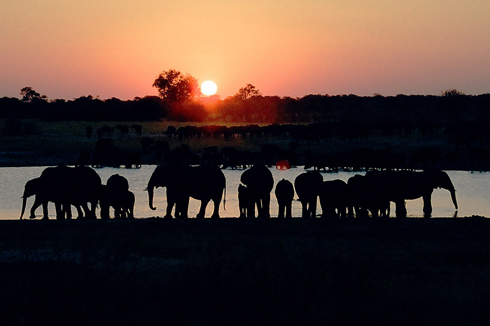 zimbabwe/hwange_sunset_elephants