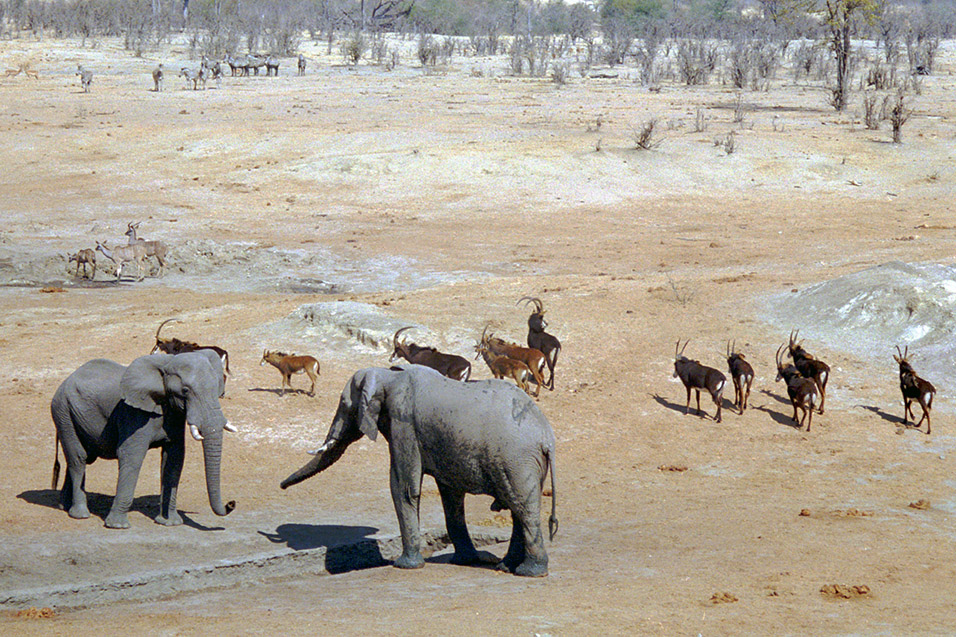zimbabwe/hwange_water_hole_elephants_roan
