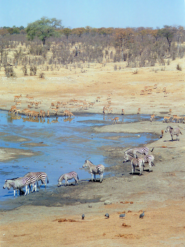 zimbabwe/hwange_water_hole_zebra_impala