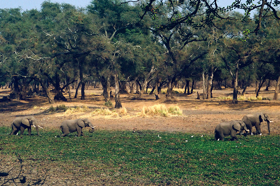zimbabwe/mana_pools_4_elephants