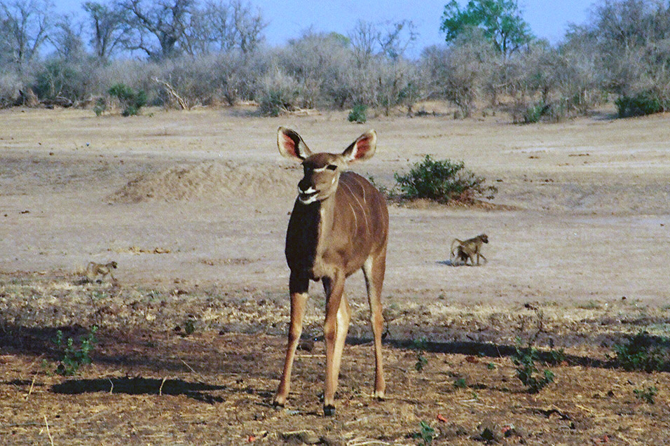 zimbabwe/mana_pools_kudu