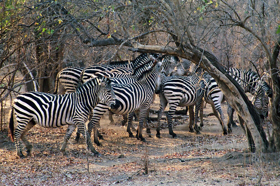 zimbabwe/mana_pools_zebra