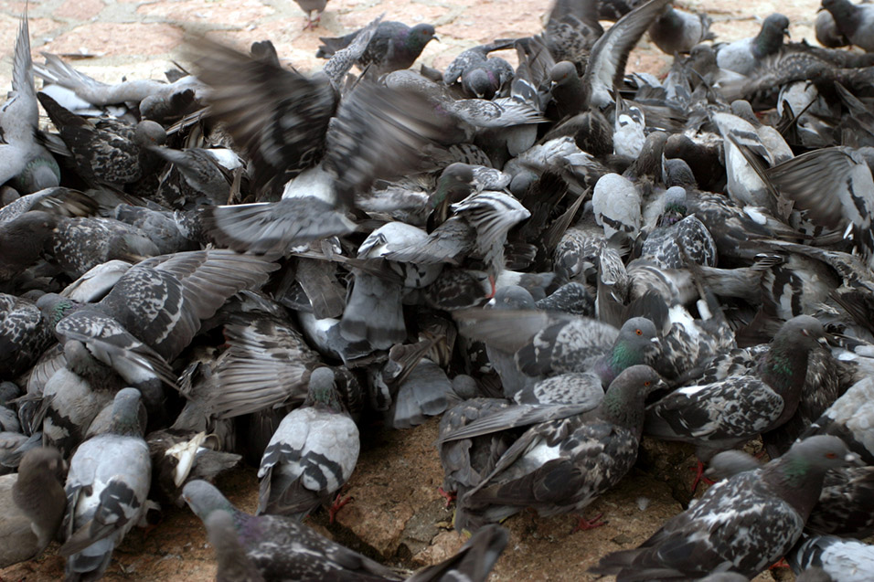 bosnia/sarajevo_birds