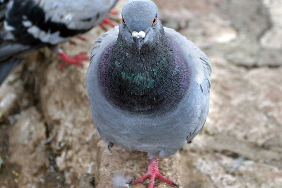 bosnia/sarajevo_pigeon_close