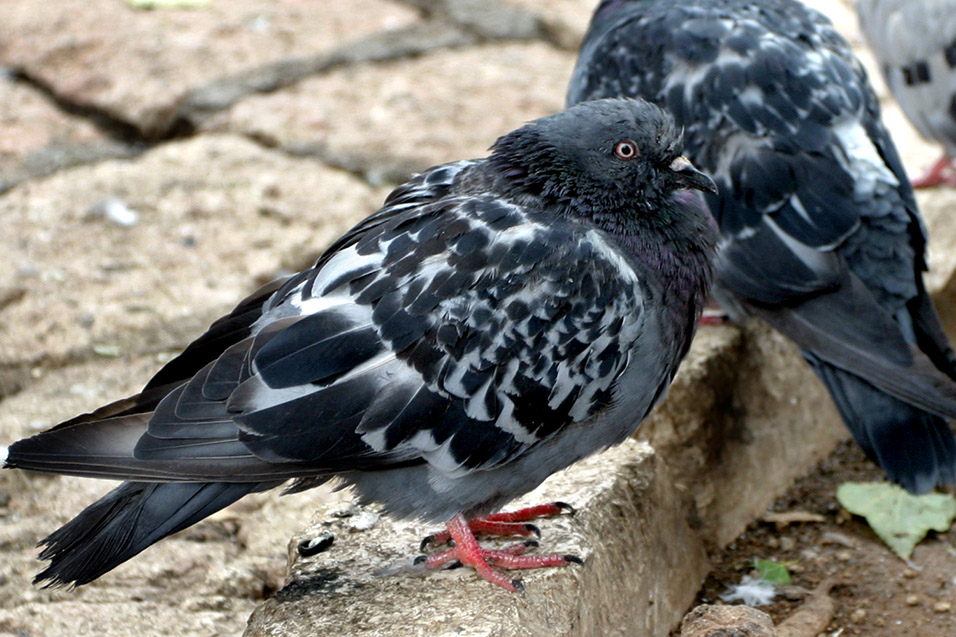 bosnia/sarajevo_pigeon_closer