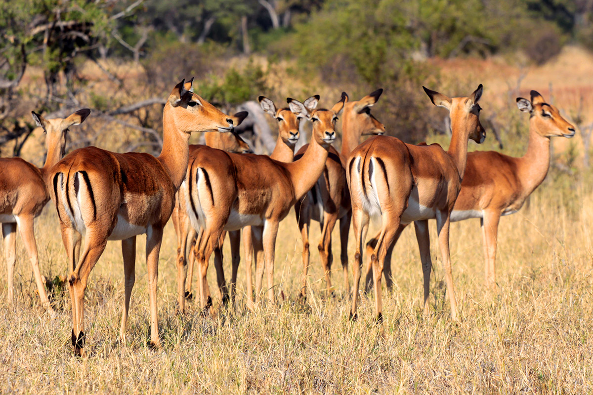 botswana/moremi_impala_breeding_females
