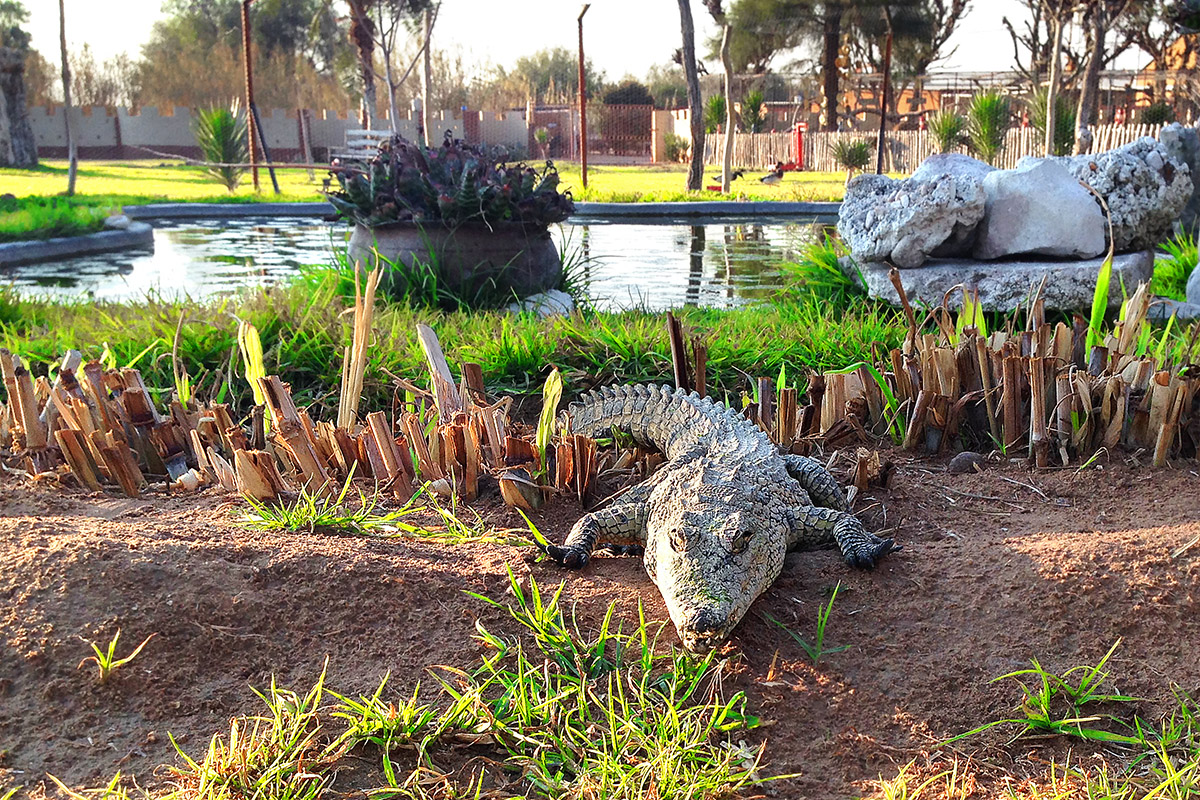namibia/2015/gobabis_harnas_pet_crocodile