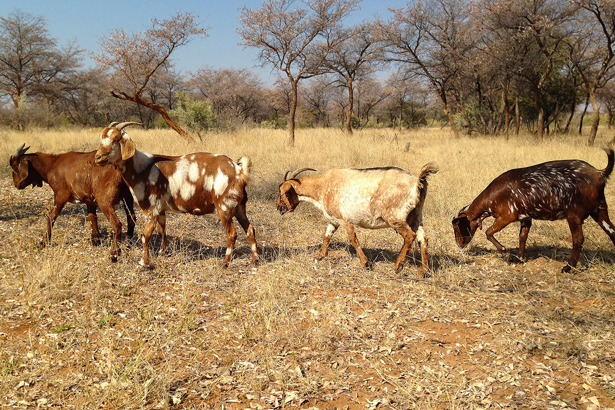 namibia/2015/gogbabis_goat_train